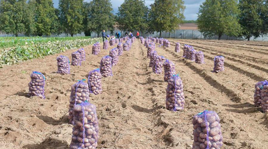 Сборщики калининградского завода BMW начнут собирать картошку | FAKEOFF